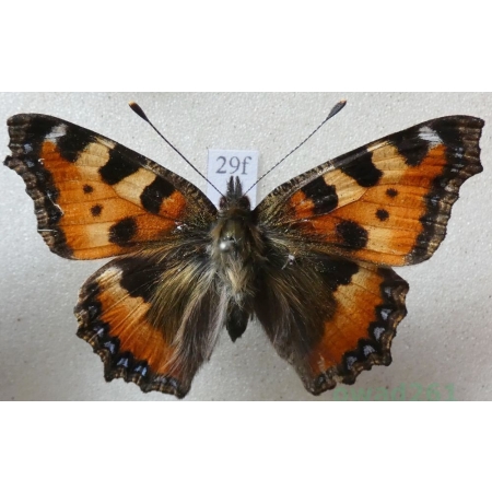 Aglais urticae (Linnaeus, 1758) Rusałka pokrzywnik Czech29f
